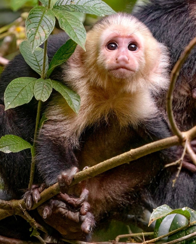 Baby Capuchin Monkey