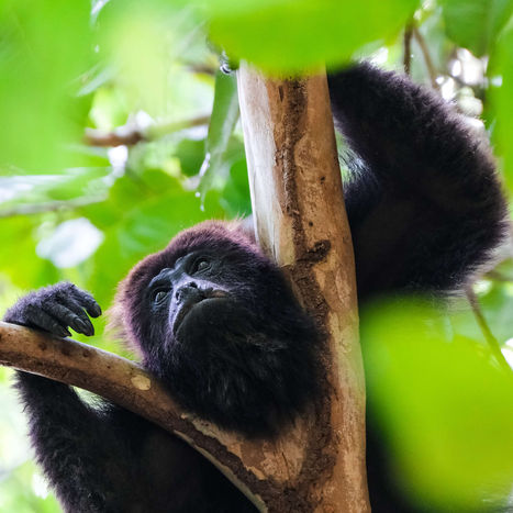 Howler Monkey Peeking