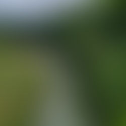 Reforested bank in Costa Rica