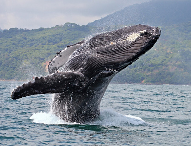 Humpback whale jumping out of the water