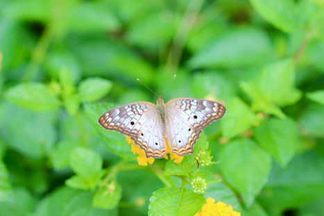 Butterfly Resting on Lantana - White Peacock or Anartia Jatrophae 