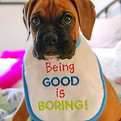Boxer puppy with baby bib that says Being Good is Boring