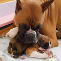 Mama dog snuggling with one of her puppies