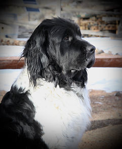 Newfoundland puppies for sale