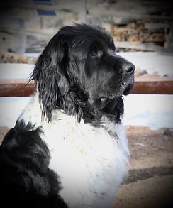 Newfoundland puppies for sale