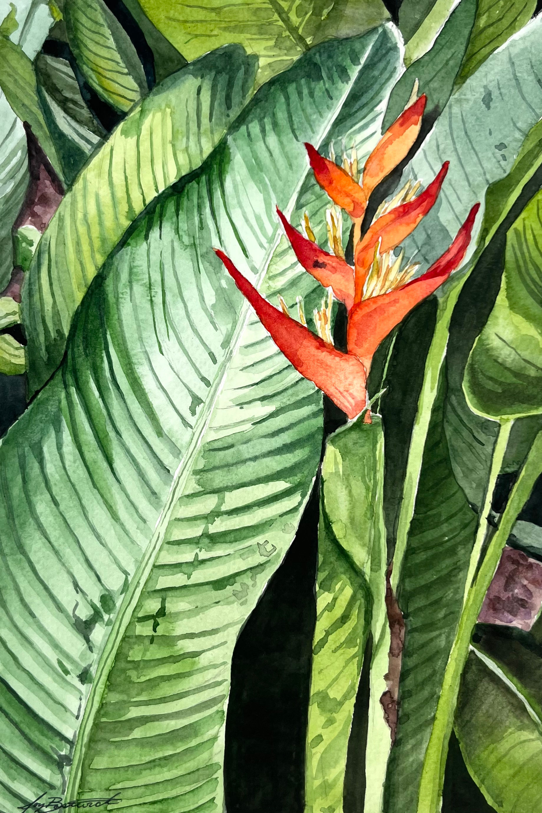 Heliconia Botanical