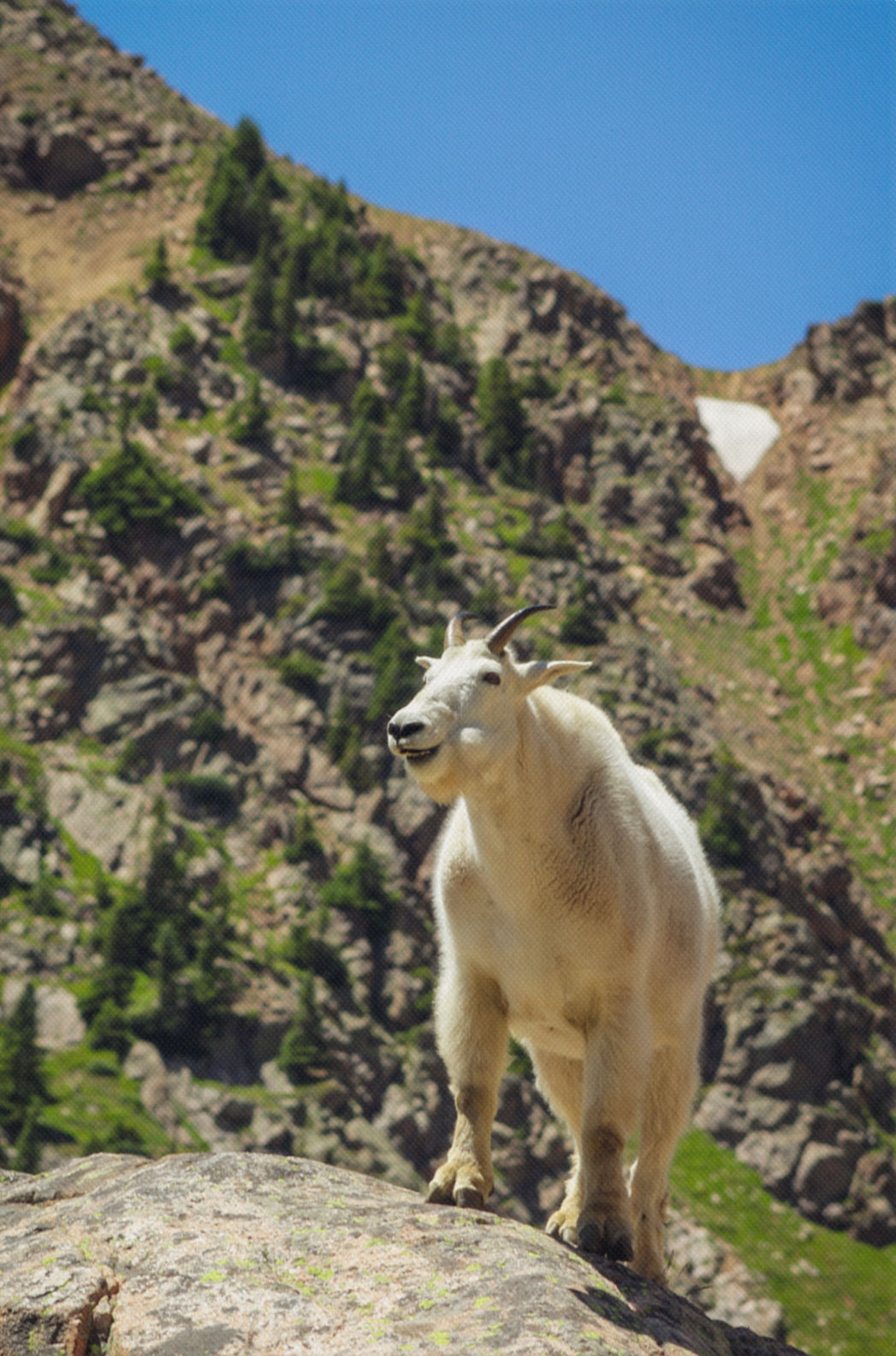 Towering Mountain Goat