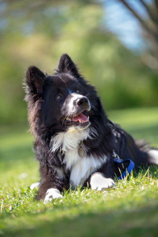 (c) Walela Photography