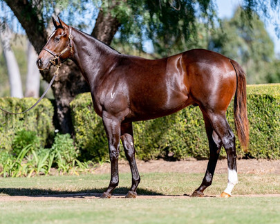 ADELAIDE (IRE)/LADY DIVA GELDING