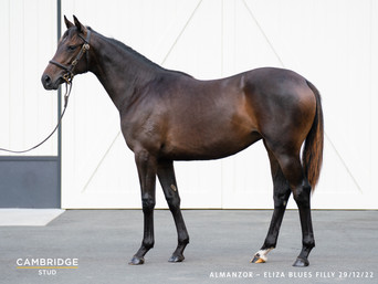 Almanzor x Eliza Blue Filly .jpeg
