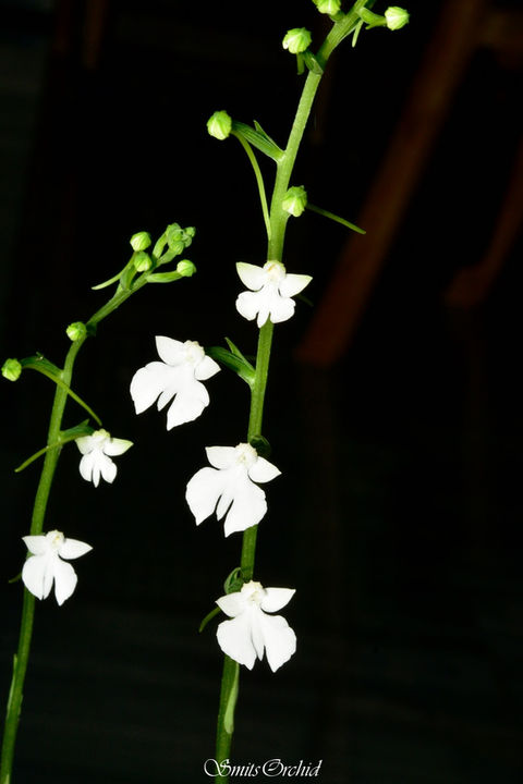 Habenaria plantaginea