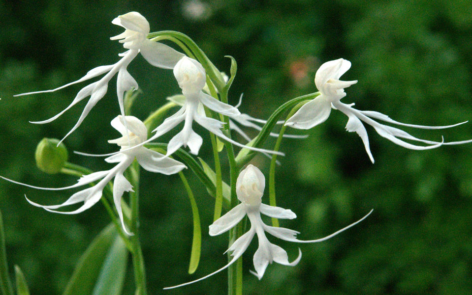 Habenaria crinifera