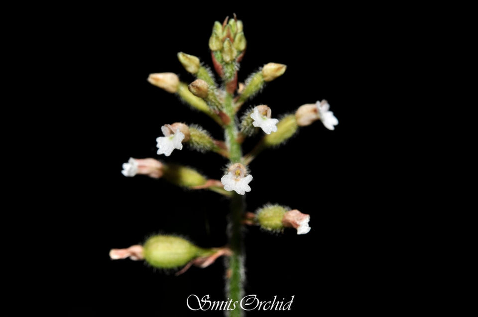 Cheirostylis parviflora