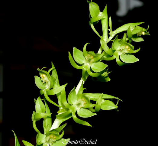 Habenaria digitata