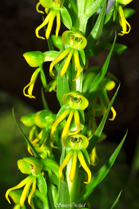 Habenaria marginata
