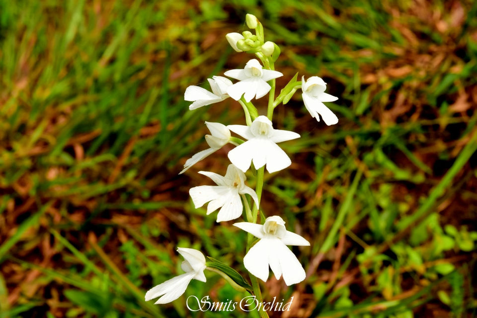 Habenaria suaveolens