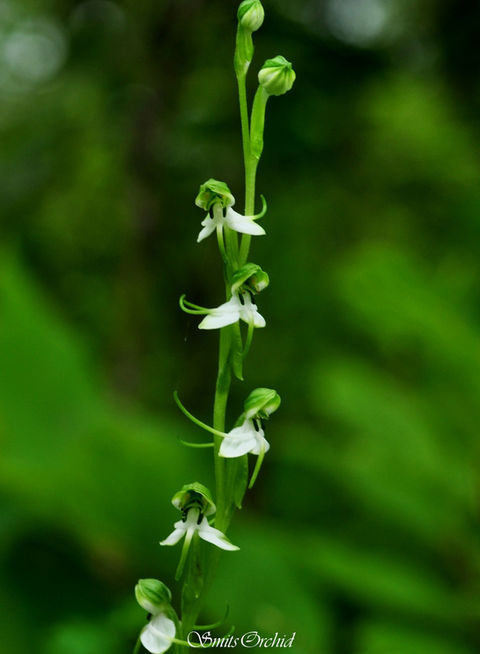 Habenaria diphylla