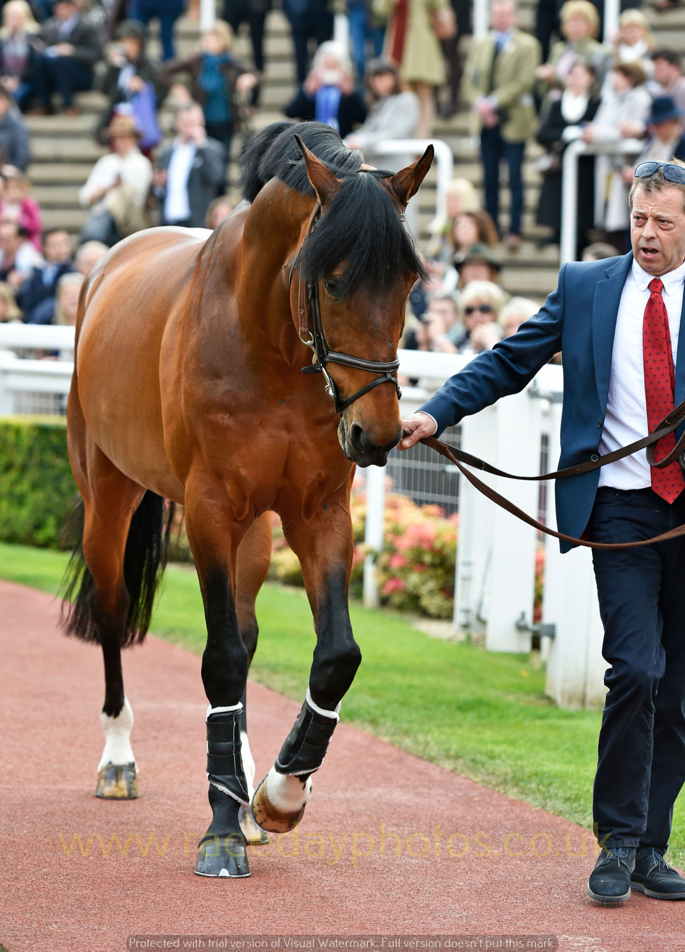 Big Star parades at Cheltenham Racecourse