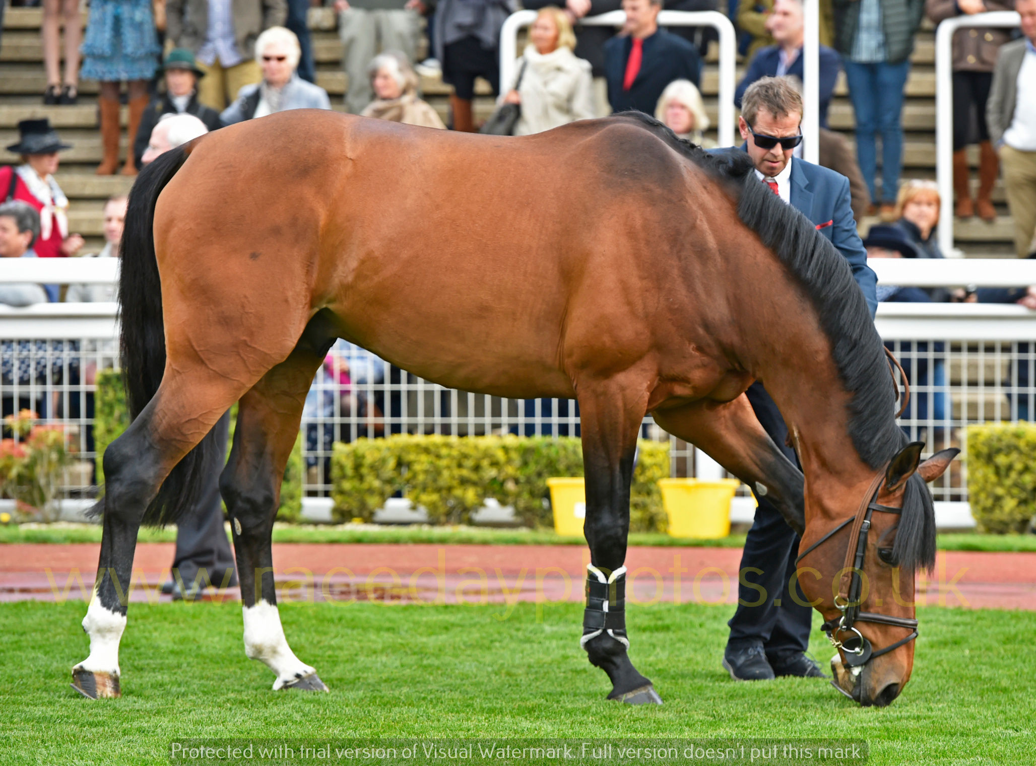 Big Star parades at Cheltenham Racecourse 2