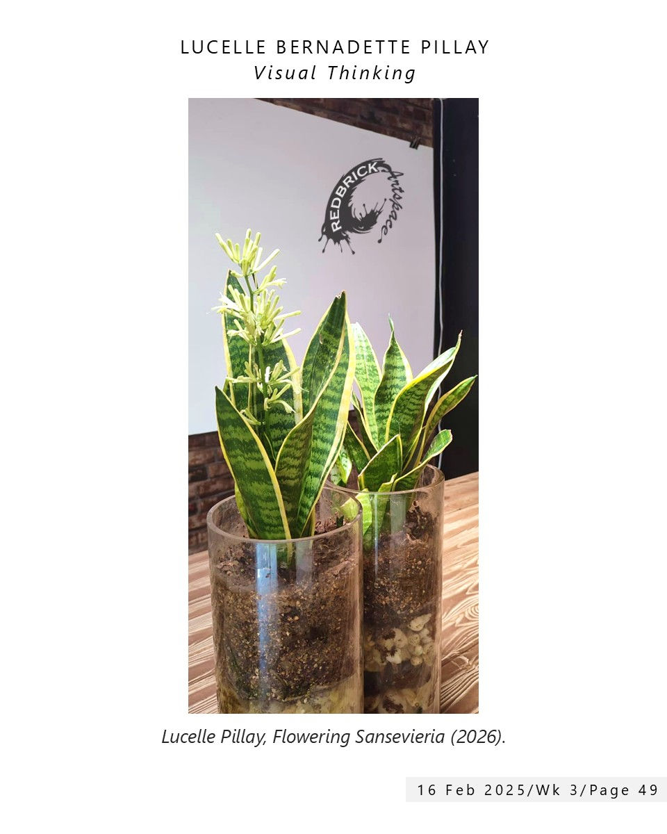 Flowering Sansevieria_16_Feb_2026