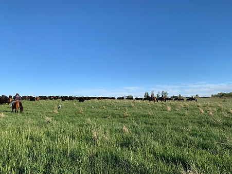 IMG_0079.JPEG