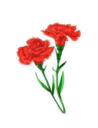 카네이션.png