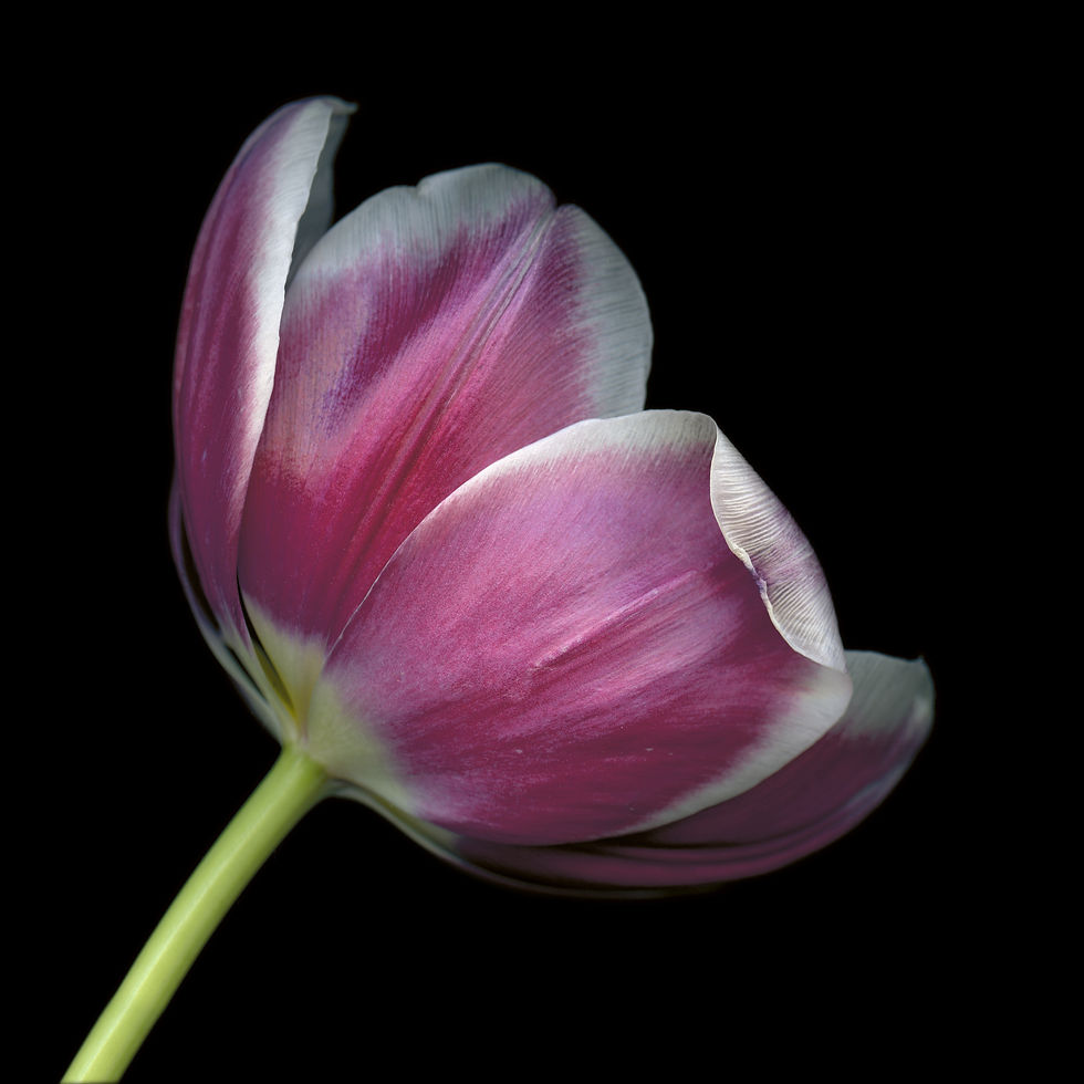 Tulip