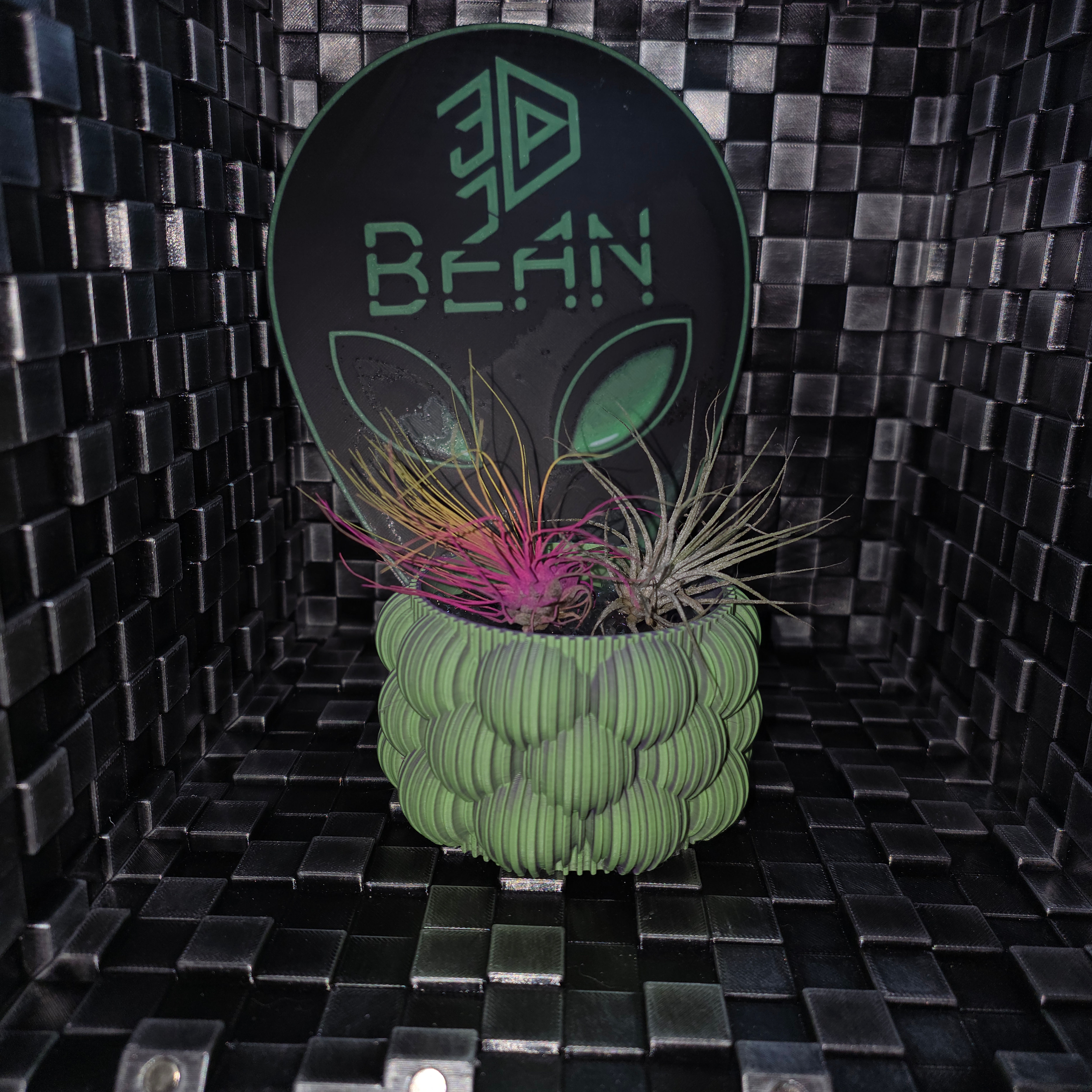 Bubble Pot with Air Plants