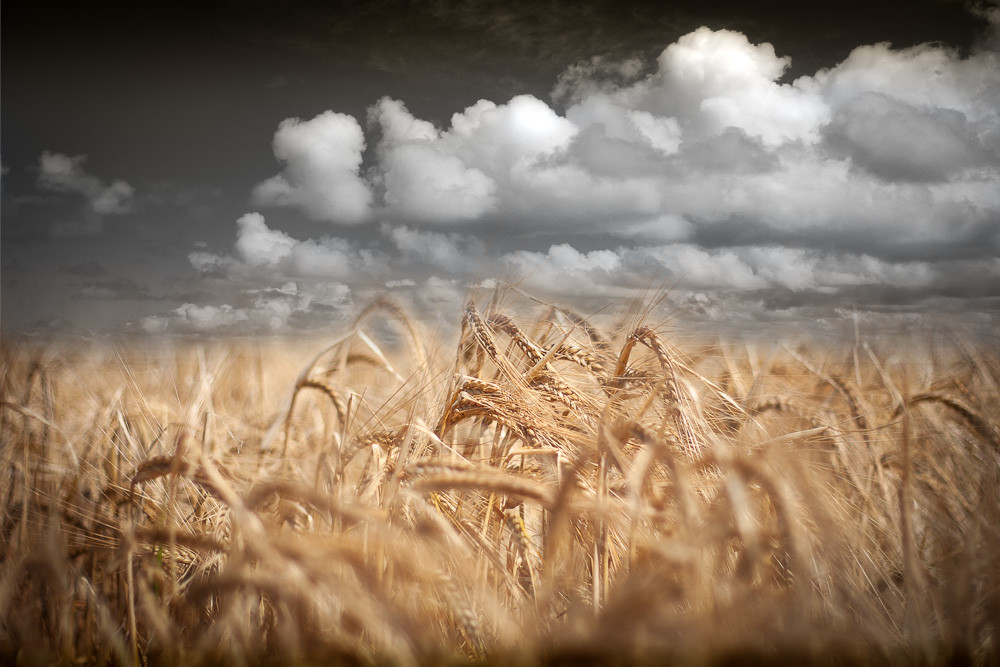 Wheat no.2