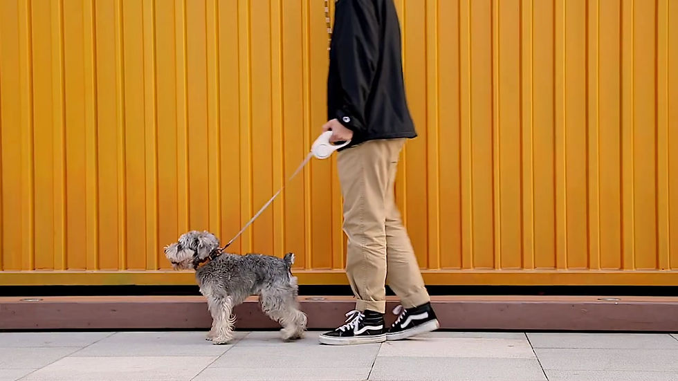 Thumbnail: []PETKIT GO SHINE Retractable Pet Dog Leash