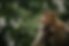 Jungle-22.jpg