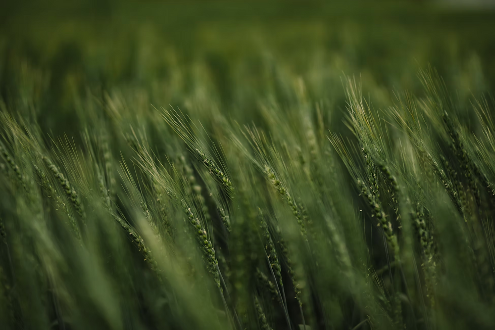 up close wheat field