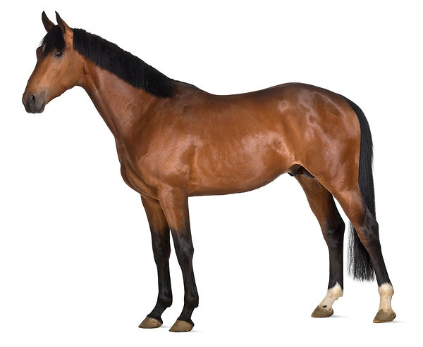 horse-cut-out-for-interactive-horse.jpg