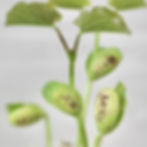 Thumbnail: Personalised Name Bean Seeds
