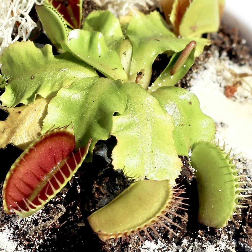 Thumbnail: Bug Eating Plant Jute Bag Grow Set