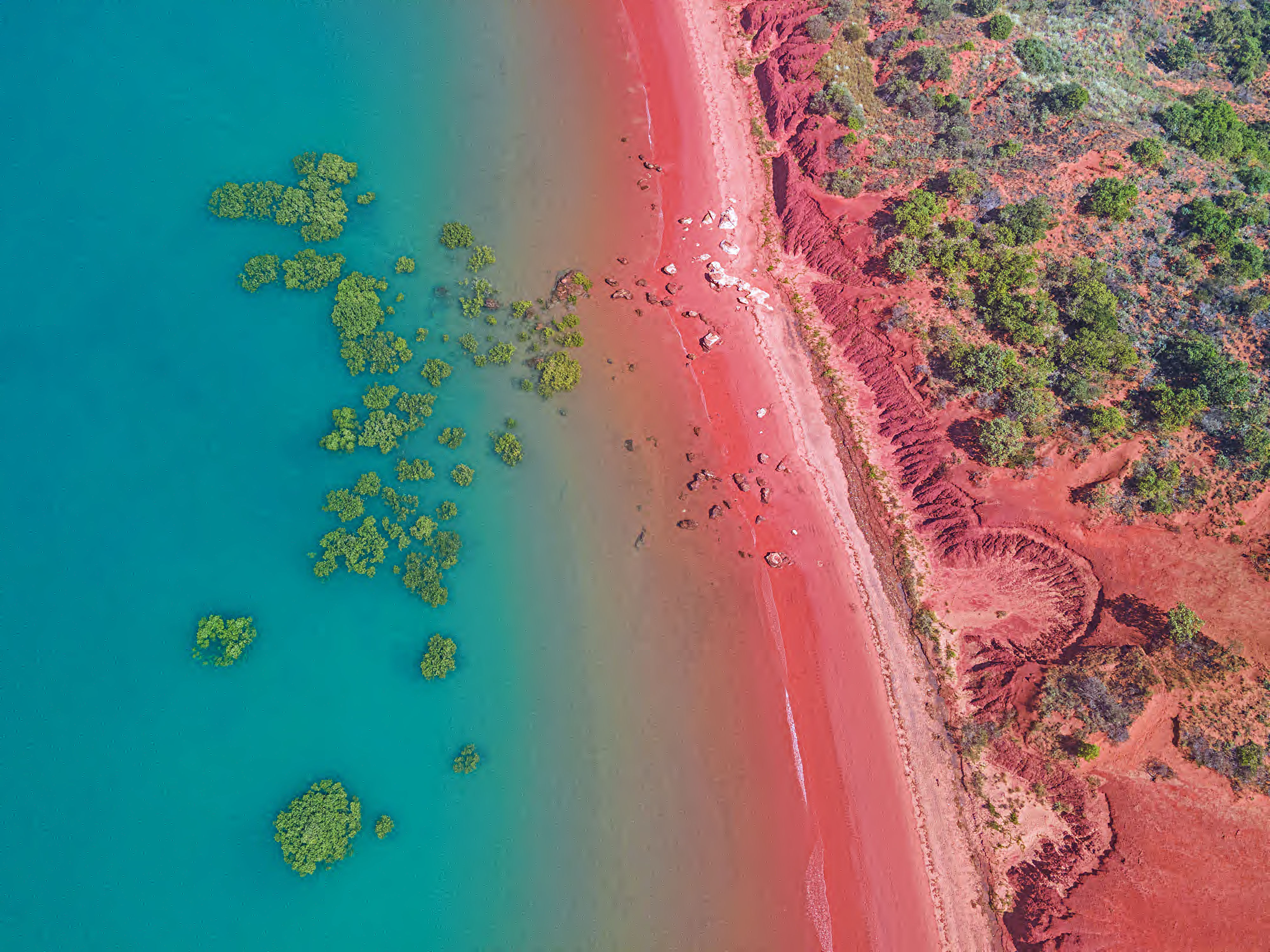 Roebuck Bay Mangroves