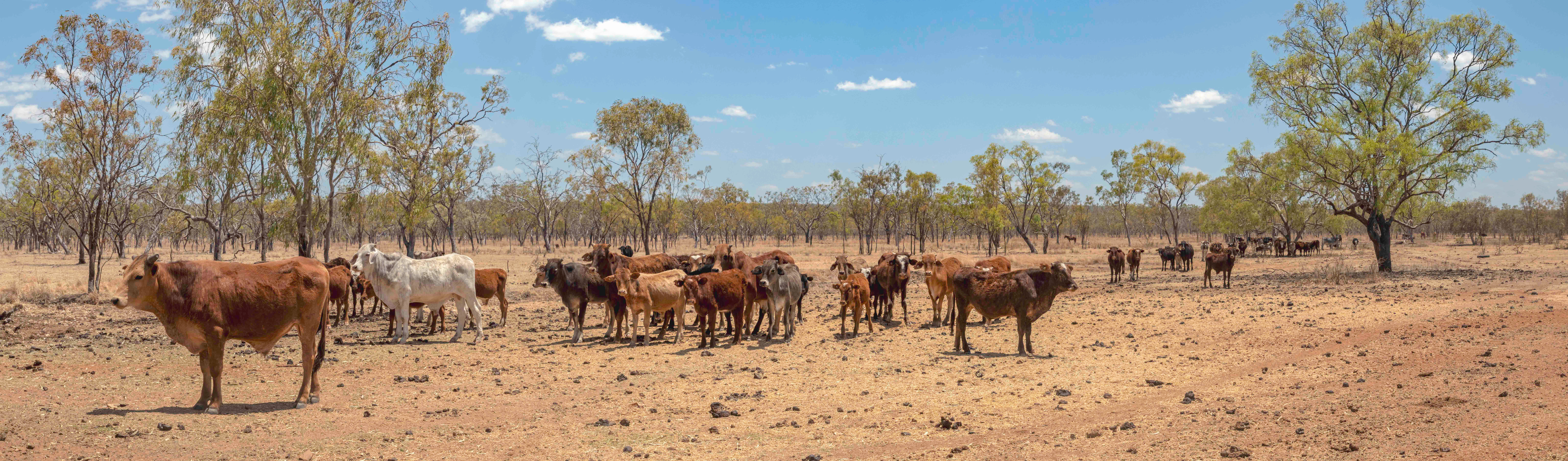 Heard Of Cattle, Mount Elizabeth Station