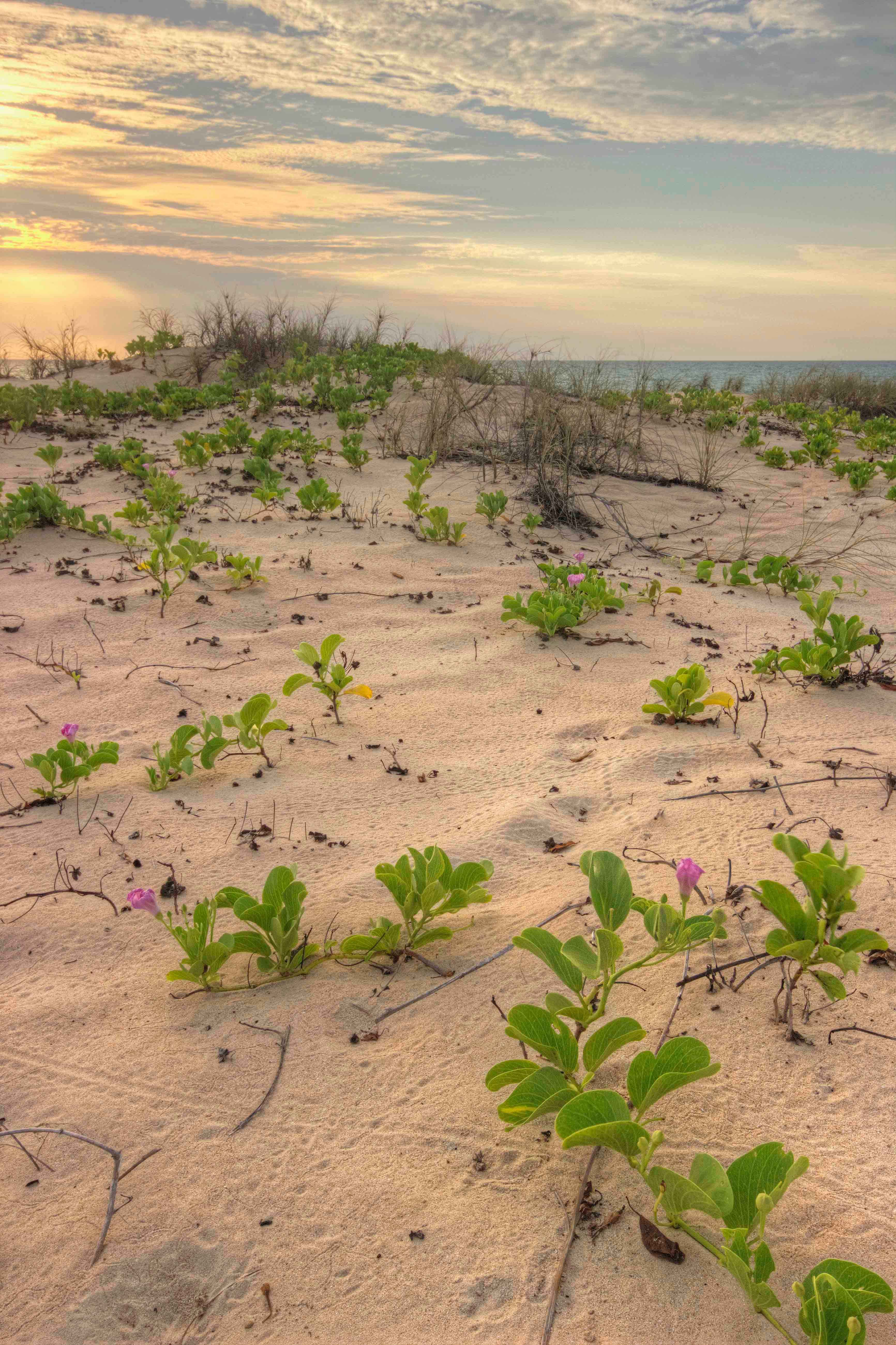 Cable Beach Sand Dunes