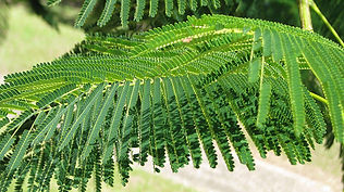 poinciana-leaves.jpg