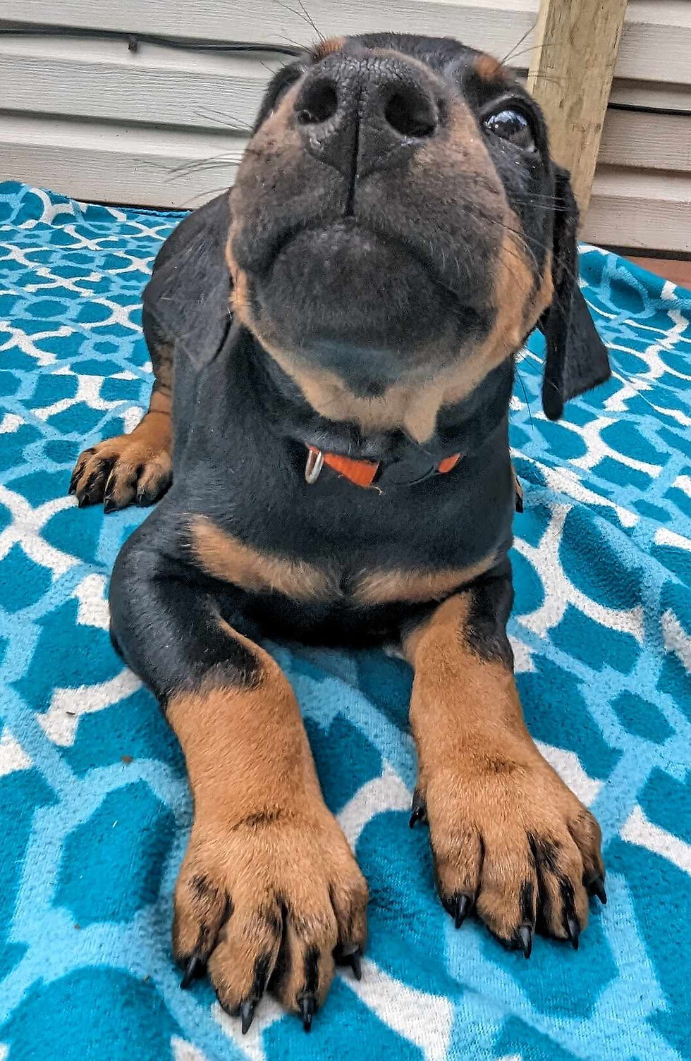 Lars 6wks 4