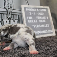 Versailles 1wk 3.JPG