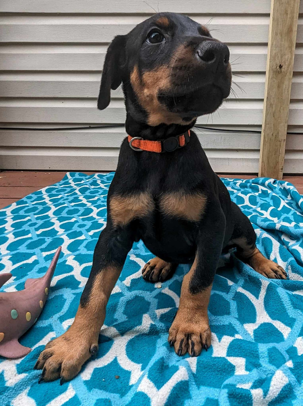 Lars 6wks 3