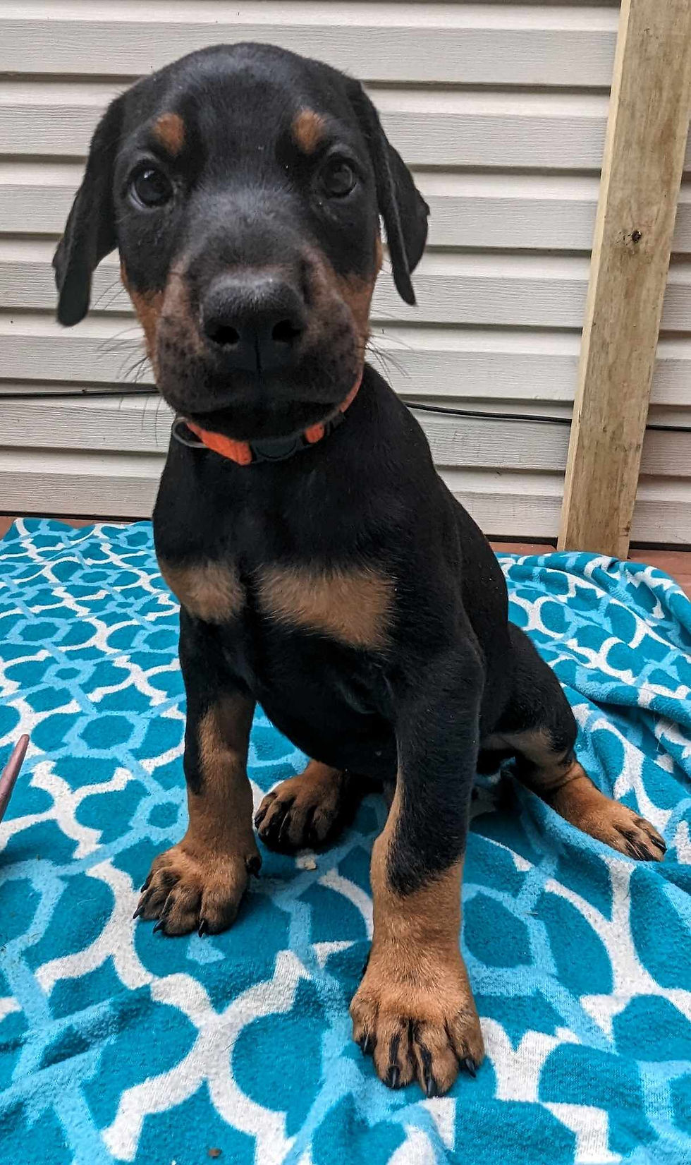Lars 6wks 2 cute