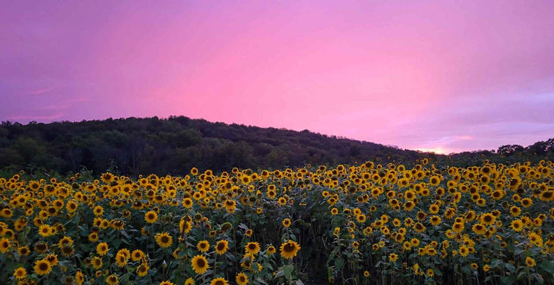 sunflower pink sky.jpg