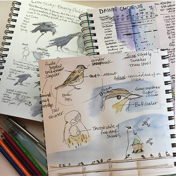 bird compliation.png