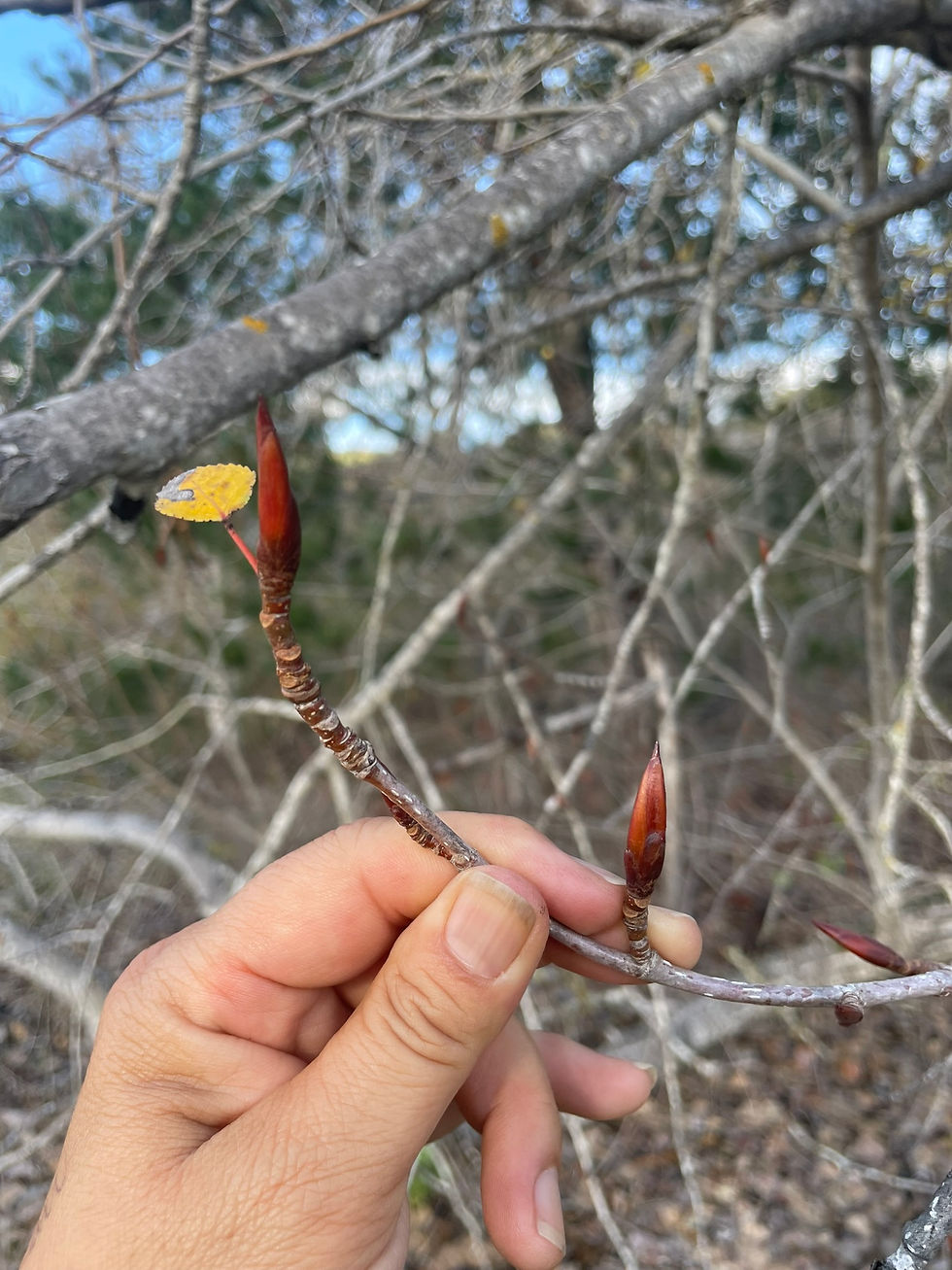 Elongated leaf buds on this branch tell me its a poplar. You can revisit your tree in spring to see what leaves emerge!