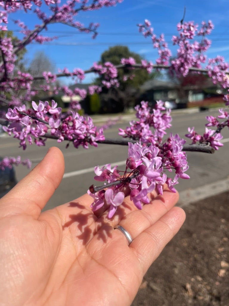 Spring Equinox treats