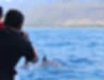 Whale and dolphin watching off Atauro Island, Timor-Leste