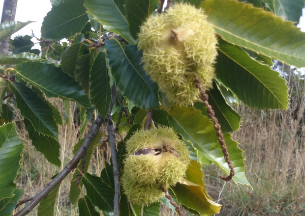 chestnuts