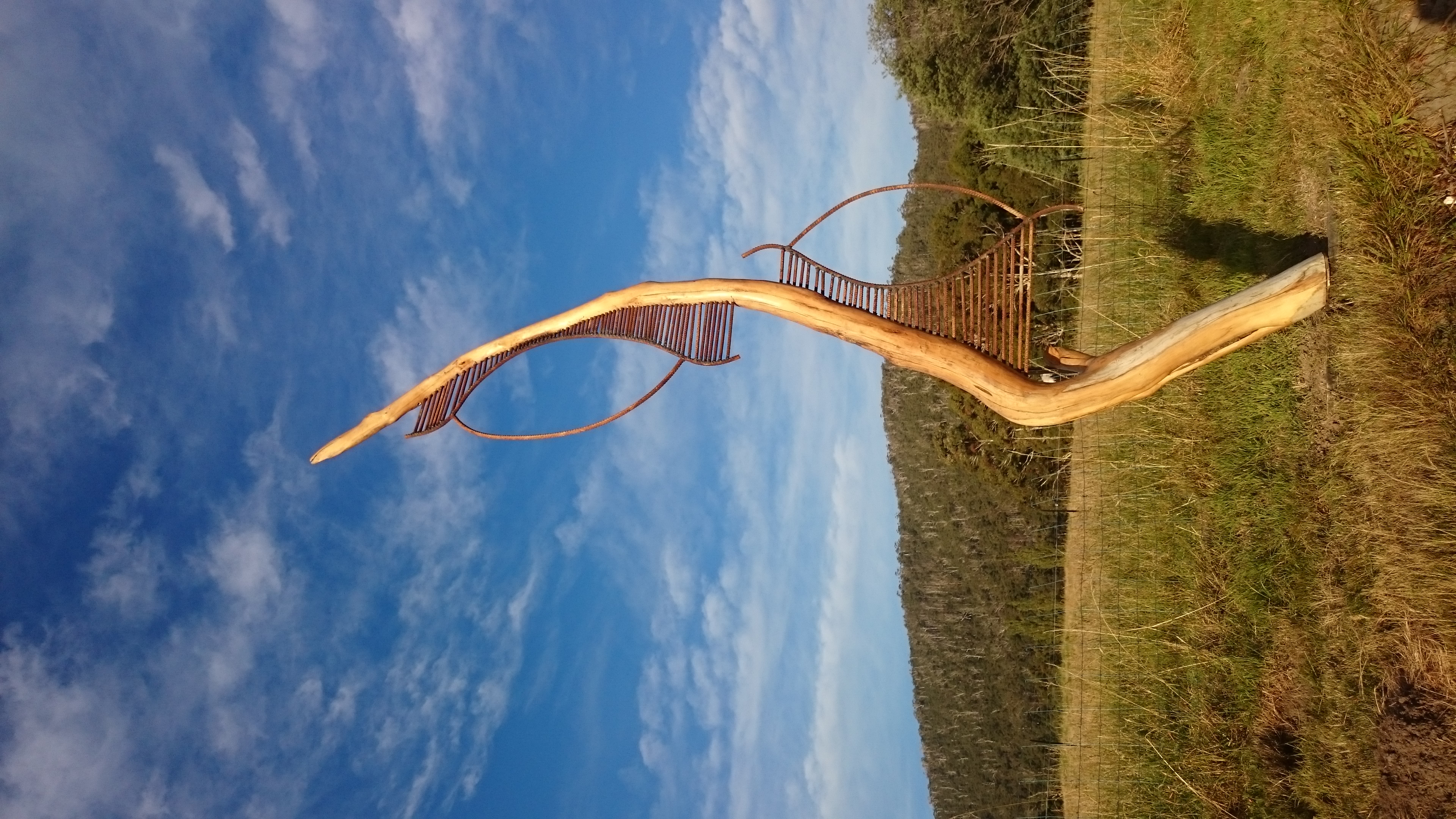 huon pine driftwood Captured